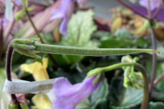 Primulina brassicoides 'Marble Leaf' seedpod Jim Vlasic, MN