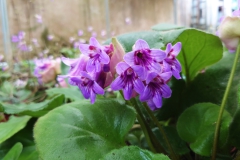 Primulina hunanensis Shu Li, Guangxi (China)