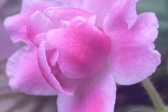 Saintpaulia 'RM-Volshebnyi Tiul’pan' Beverly Wombold, AZ