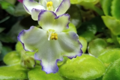 Saintpaulia 'Sher's Spring Runoff' Sherry Mierau, AB (Canada)