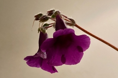 Sinningia bragae Stephen Maciejewski, PA