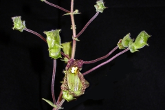 Sinningia brasiliensis Dale Martens, IA