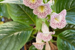 Sinningia guttata Mary Schaeffer, DE