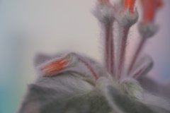 Sinningia leucotricha Anita Kreiser, Stuttgart (Germany)
