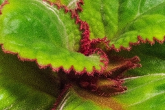 Sinningia macrophylla Dave Zaitlin, KY