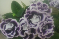 Sinningia speciosa 'Sakata Double Brocade' (purple) George Kloppe, IL