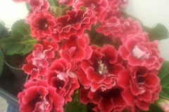 Sinningia speciosa 'Sakata Double Brocade' (red) George Kloppe, IL