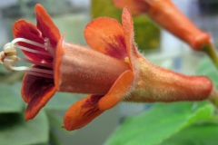 Sinningia 'Spellbound' Jacquie Eisenhut, CA