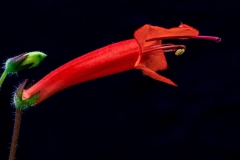 Sinningia sp. "Coromandel" Dave Zaitlin, KY