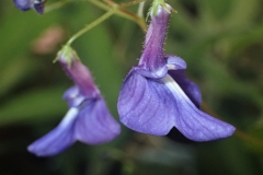 Streptocarpus holstii Daniel Steele, OH