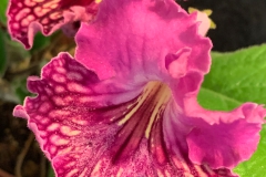 Streptocarpus 'Rosey Posey' Terry Jordan, FL