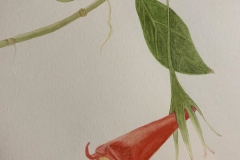 Nematanthus crassifolius (watercolor)Mary Jo Modica, AL