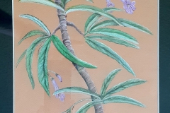 Primulina longgangensis (pastel)Randolph Baron, CA