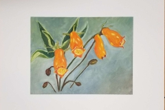 Seemannia sylvatica (oil on canvas)Gilvanete R. Surine, MN