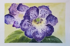 Sinningia speciosa 'Peridots Darth Vader' (watercolor)Gilvanete R. Surine, MN