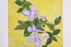 Streptocarpus 'Concord Blue' (oil on canvas) Gilvanete R. Surine, MN