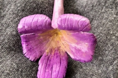 Streptocarpus flower (hand carved basswood pin, acrylic paints)Steve Burrell, FL