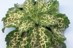 2020 Virtual Flower Show Section B – Gesneriads grown for Ornamental Value Other Than Flowers Class 12 – Old World Gesneriads