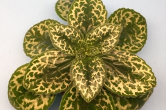 2020 Virtual Flower Show Section B – Gesneriads grown for Ornamental Value Other Than Flowers Class 12 – Old World Gesneriads