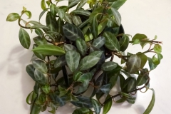 2020 Virtual Flower Show Section B – Gesneriads grown for Ornamental Value Other Than Flowers Class 11 – New World Gesneriads