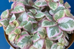 2020 Virtual Flower Show Section B – Gesneriads grown for Ornamental Value Other Than Flowers Class 11 – New World Gesneriads
