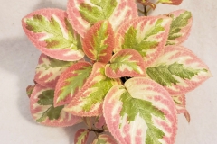 2020 Virtual Flower Show Section B – Gesneriads grown for Ornamental Value Other Than Flowers Class 11 – New World Gesneriads