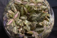 2020 Virtual Flower Show Section B – Gesneriads grown for Ornamental Value Other Than Flowers Class 11 – New World Gesneriads