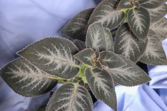 2020 Virtual Flower Show Section B – Gesneriads grown for Ornamental Value Other Than Flowers Class 11 – New World Gesneriads