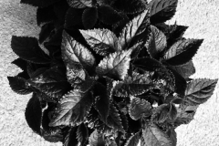 2020 Virtual Flower Show Section B – Gesneriads grown for Ornamental Value Other Than Flowers Class 11 – New World Gesneriads
