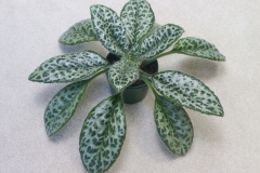 2020 Virtual Flower Show Section B – Gesneriads grown for Ornamental Value Other Than Flowers Class 12 – Old World Gesneriads