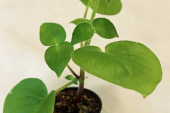2020 Virtual Flower Show Section B – Gesneriads grown for Ornamental Value Other Than Flowers Class 12 – Old World Gesneriads