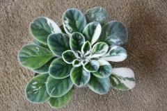 2020 Virtual Flower Show Section B – Gesneriads grown for Ornamental Value Other Than Flowers Class 12 – Old World Gesneriads