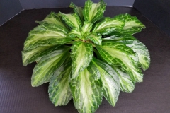 2020 Virtual Flower Show Section B – Gesneriads grown for Ornamental Value Other Than Flowers Class 12 – Old World Gesneriads