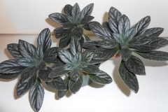 2020 Virtual Flower Show Section B – Gesneriads grown for Ornamental Value Other Than Flowers Class 12 – Old World Gesneriads 2020 Virtual Flower Show Section B – Gesneriads grown for Ornamental Value Other Than Flowers Class 12 – Old World Gesneriads
