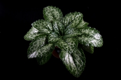 2020 Virtual Flower Show Section B – Gesneriads grown for Ornamental Value Other Than Flowers Class 12 – Old World Gesneriads