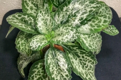 2020 Virtual Flower Show Section B – Gesneriads grown for Ornamental Value Other Than Flowers Class 12 – Old World Gesneriads