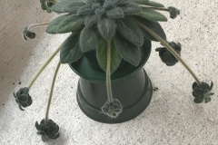 2020 Virtual Flower Show Section B – Gesneriads grown for Ornamental Value Other Than Flowers Class 12 – Old World Gesneriads