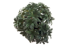 2020 Virtual Flower Show Section B – Gesneriads grown for Ornamental Value Other Than Flowers Class 12 – Old World Gesneriads 2020 Virtual Flower Show Section B – Gesneriads grown for Ornamental Value Other Than Flowers Class 12 – Old World Gesneriads