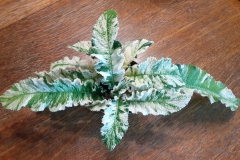 2020 Virtual Flower Show Section B – Gesneriads grown for Ornamental Value Other Than Flowers Class 12 – Old World Gesneriads 2020 Virtual Flower Show Section B – Gesneriads grown for Ornamental Value Other Than Flowers Class 12 – Old World Gesneriads