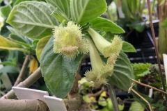 2020 Virtual Flower Show Section C – Seldom Seen Gesneriads Class 13 – Species in flower