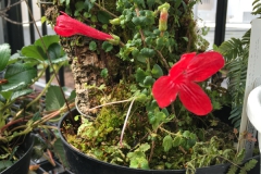 2020 Virtual Flower Show Section C – Seldom Seen Gesneriads Class 13 – Species in flower