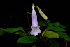 2020 Virtual Flower Show Section C – Seldom Seen Gesneriads Class 13 – Species in flower