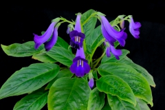 2020 Virtual Flower Show Section C – Seldom Seen Gesneriads Class 13 – Species in flower