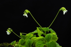 2020 Virtual Flower Show Section C – Seldom Seen Gesneriads Class 13 – Species in flower