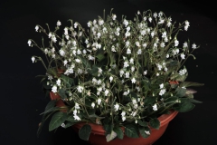 2020 Virtual Flower Show Section C – Seldom Seen Gesneriads Class 13 – Species in flower