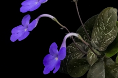 2020 Virtual Flower Show Section C – Seldom Seen Gesneriads Class 13 – Species in flower