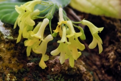 2020 Virtual Flower Show Section C – Seldom Seen Gesneriads Class 13 – Species in flower
