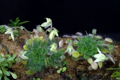 2020 Virtual Flower Show Section C – Seldom Seen Gesneriads Class 13 – Species in flower