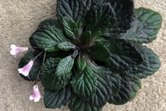 2020 Virtual Flower Show Section C – Seldom Seen Gesneriads Class 13 – Species in flower