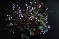 2020 Virtual Flower Show Section C – Seldom Seen Gesneriads Class 13 – Species in flower